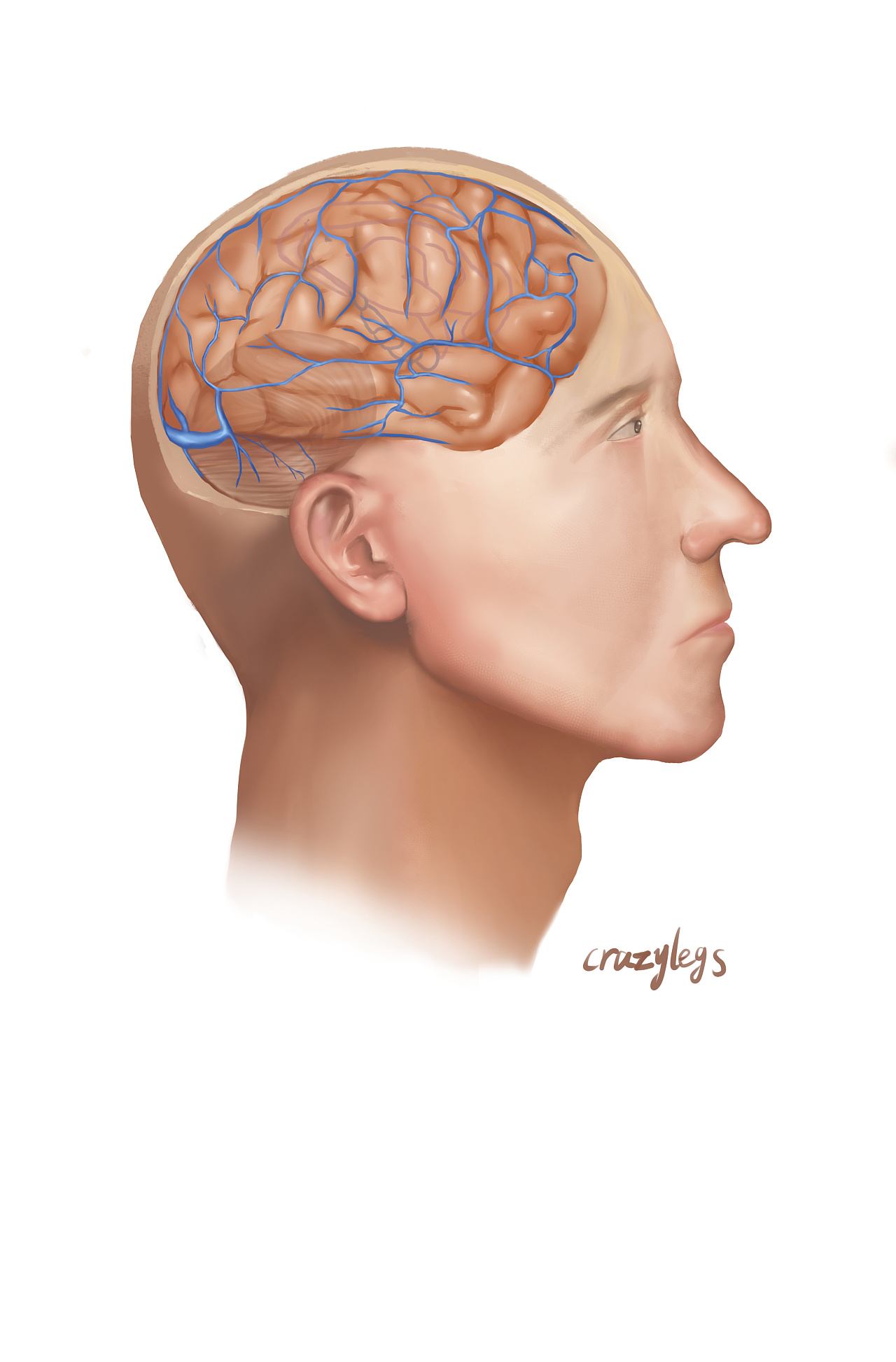 2 0 佛山  |  三维设计师 提供生物医学绘图出版服务 原创  -  插画