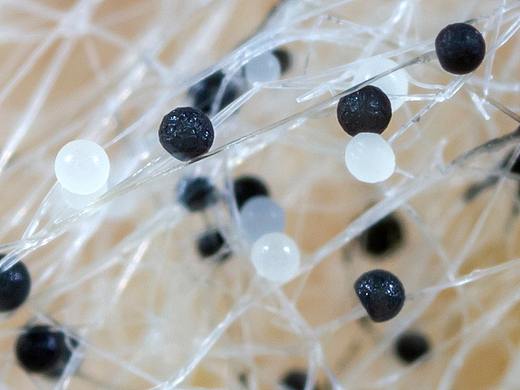 开始学习微距摄影