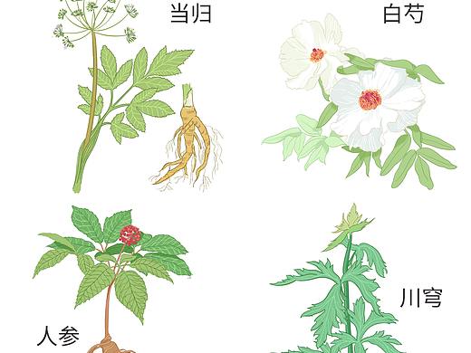 最近的中草药植物插画 ～