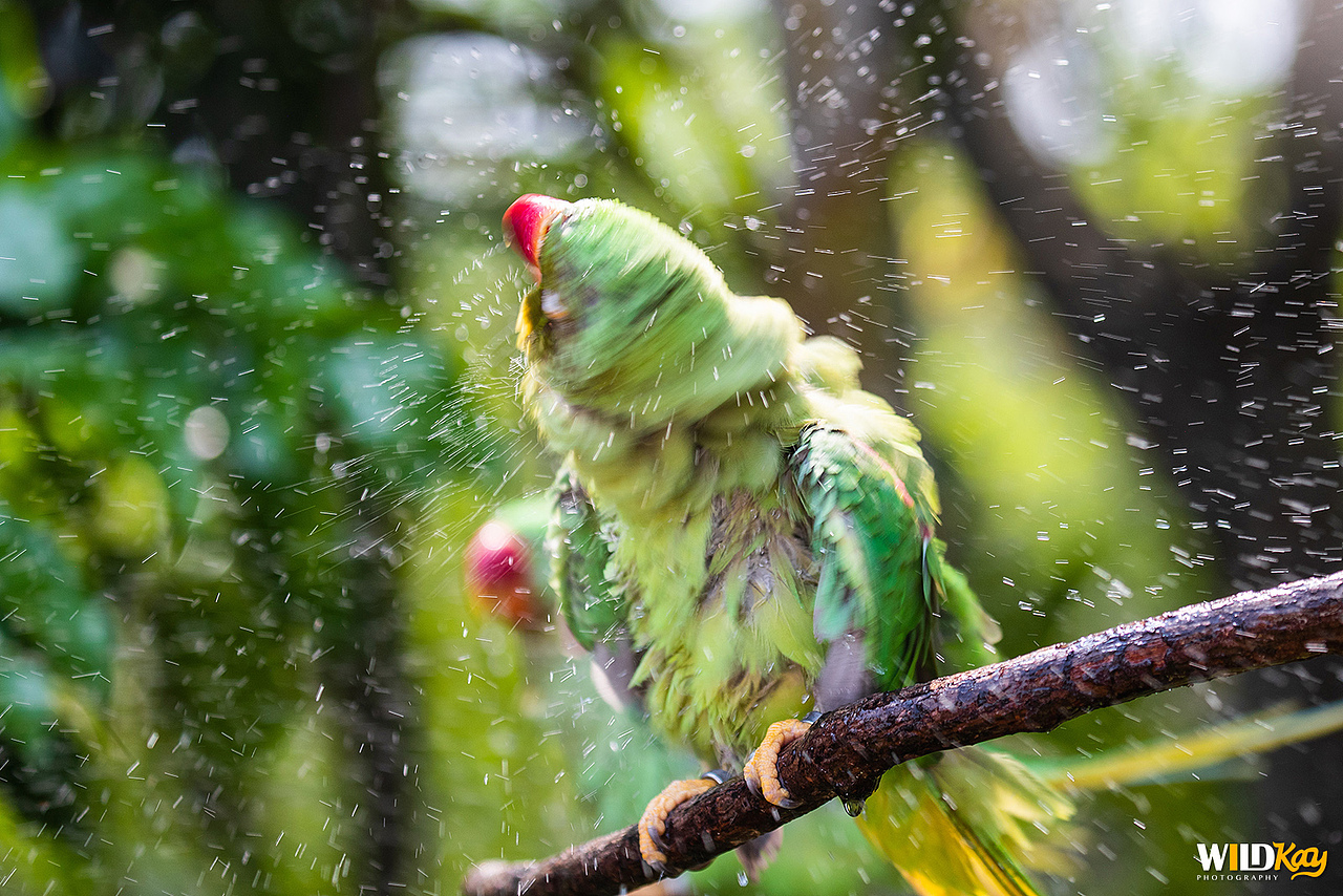 《生命和爱365》合集 I（图ZMTg0NTAwMjA4） - 宠物摄影 - 站酷设计师WildKay原创素材 - 站酷ZCOOL