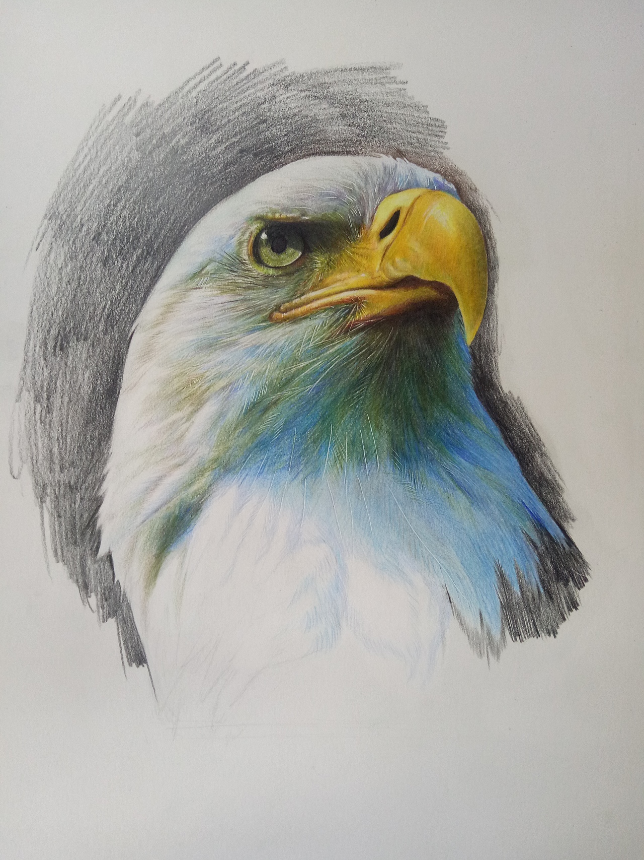 彩铅手绘 【白头海雕】（图ZMTI5Mzk0NDA4） - 绘画 - 站酷设计师Kaye_原创素材 - 站酷ZCOOL