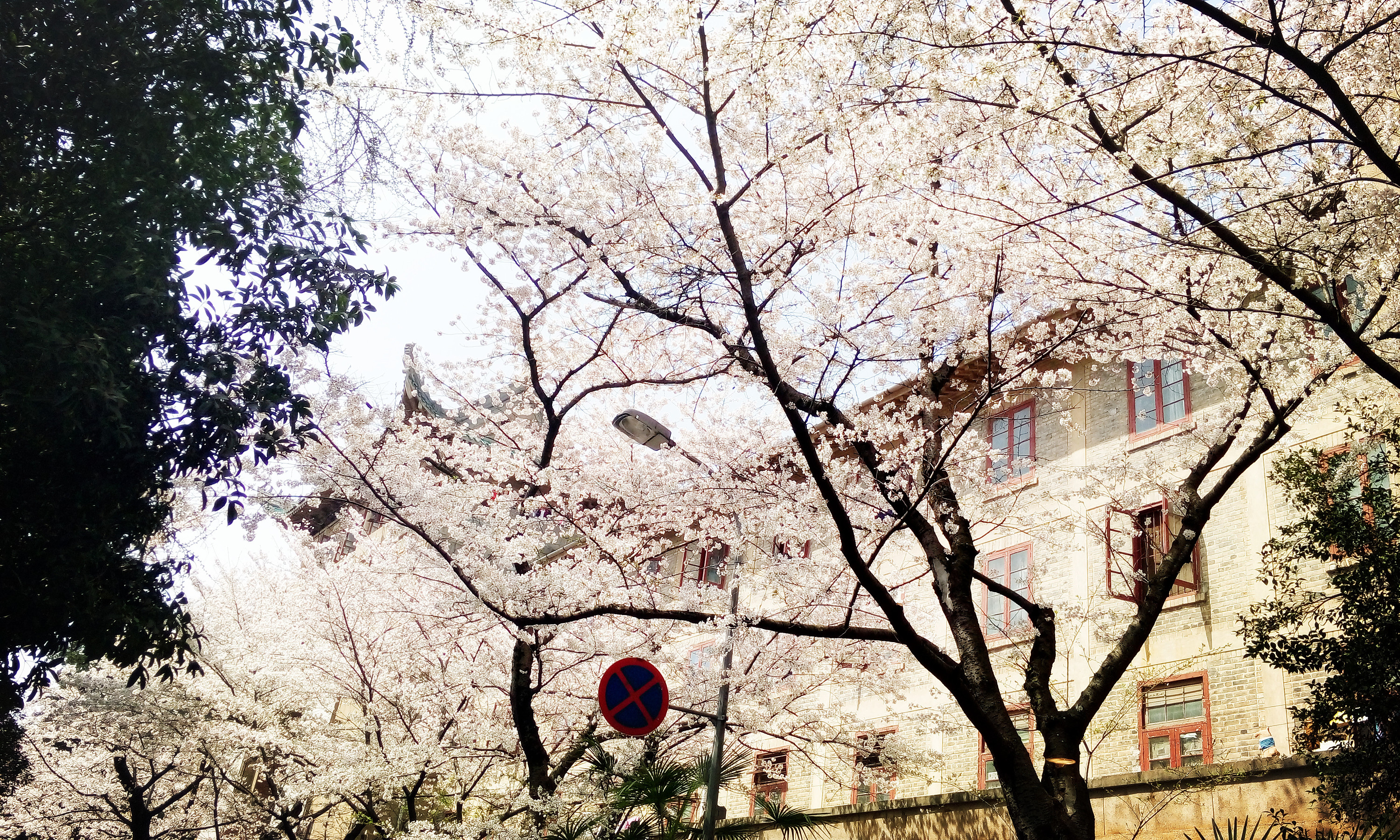 武大樱花开了！这是武汉最坚强的一个春天|武大樱花|新冠肺炎_新浪新闻