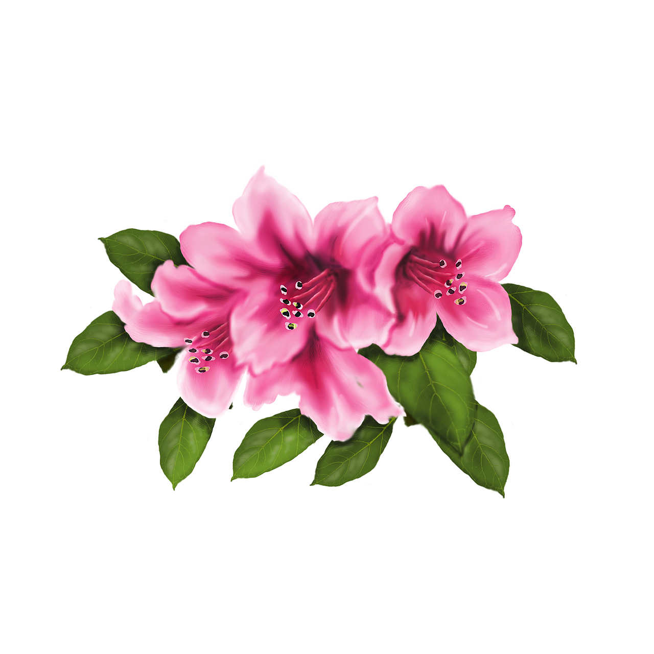 百雀羚北纬30度 中草药插画