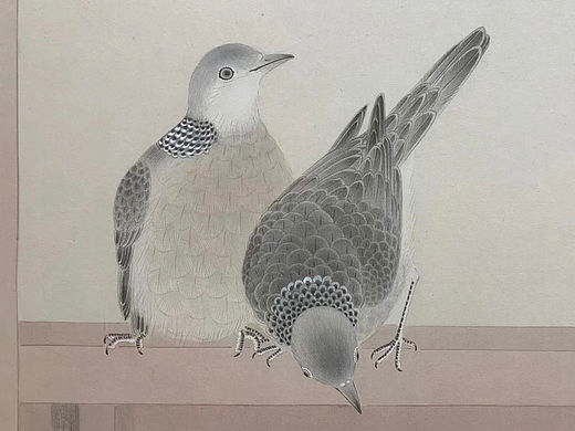 两只斑鸠