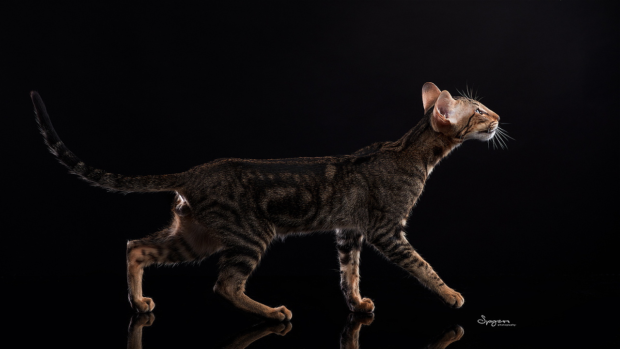 东方短毛猫天津影棚拍攝九月