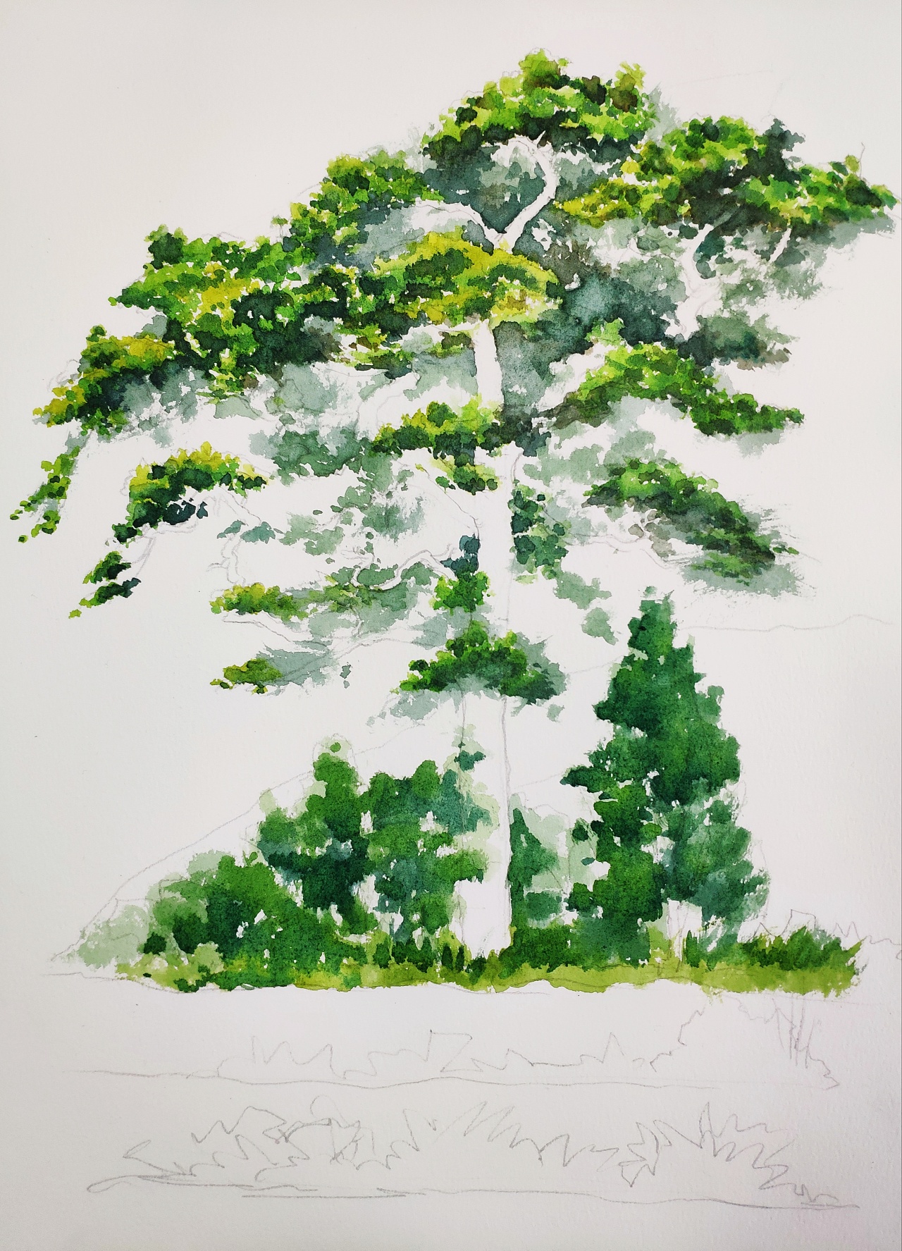 水彩老松|纯艺术|绘画|山马霖 - 原创作品 - 站酷 (zcool)