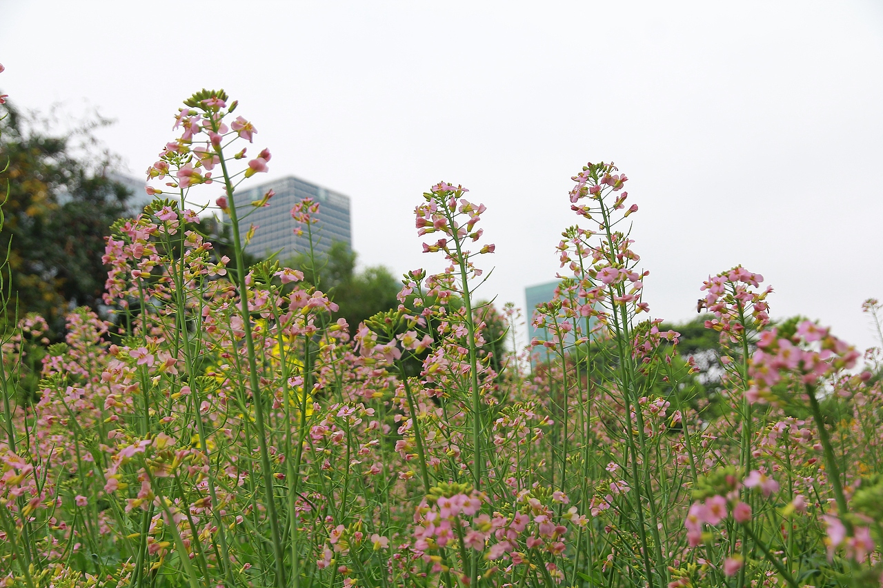 静物摄影 | 油菜花盛开啦