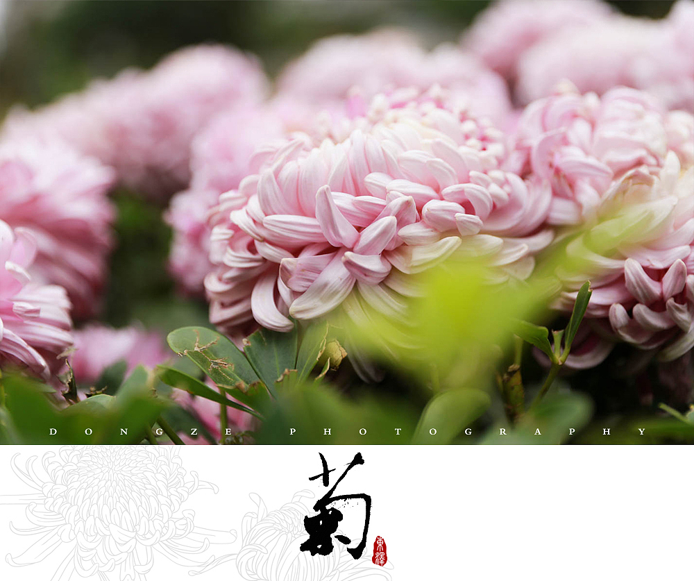 【東泽视觉】福建省第五届菊花展以及莆田市第七届盆景展