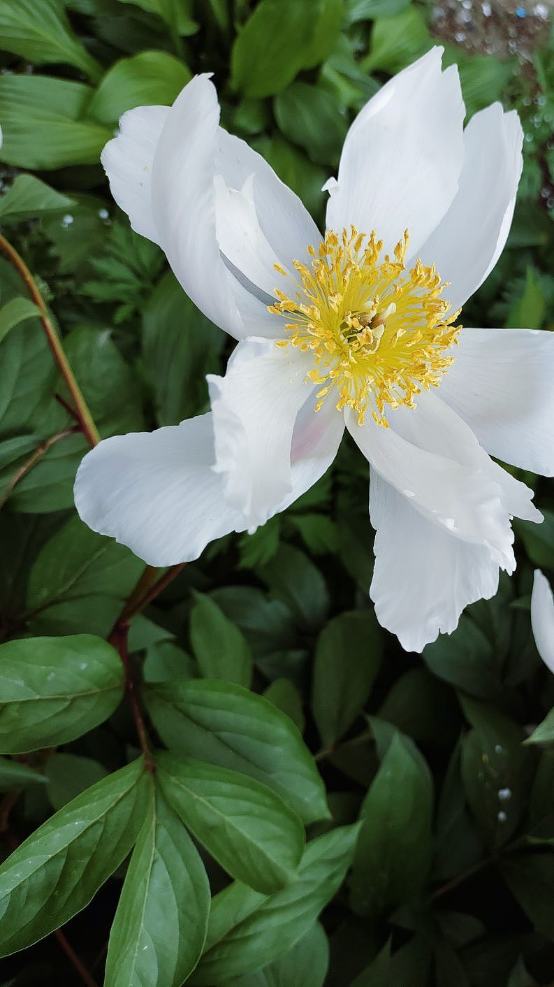 《芍药不语》-手机摄影（图ZMzQwNzYwMTg0） - 风光摄影 - 站酷设计师一只小喵喵呢原创素材 - 站酷ZCOOL