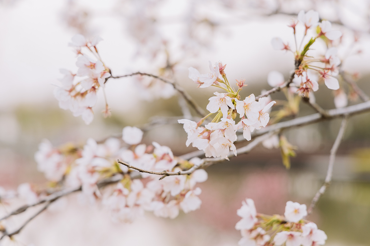 宿迁骆马湖罗曼园（图ZMzQwMjk2NzI4） - 风光摄影 - 站酷设计师延长线_31原创素材 - 站酷ZCOOL