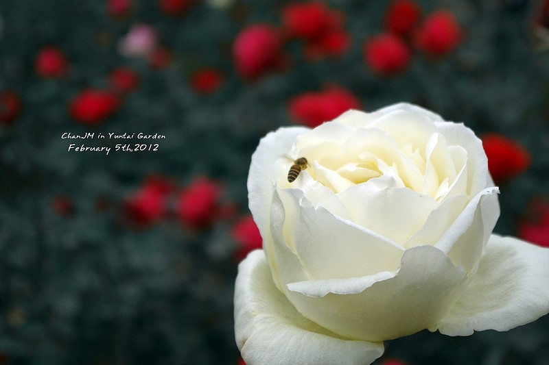 花語（圖ZNDk0MTYyNA==） - 風(fēng)光攝影 - 站酷設(shè)計(jì)師還珠哥哥原創(chuàng)素材 - 站酷ZCOOL