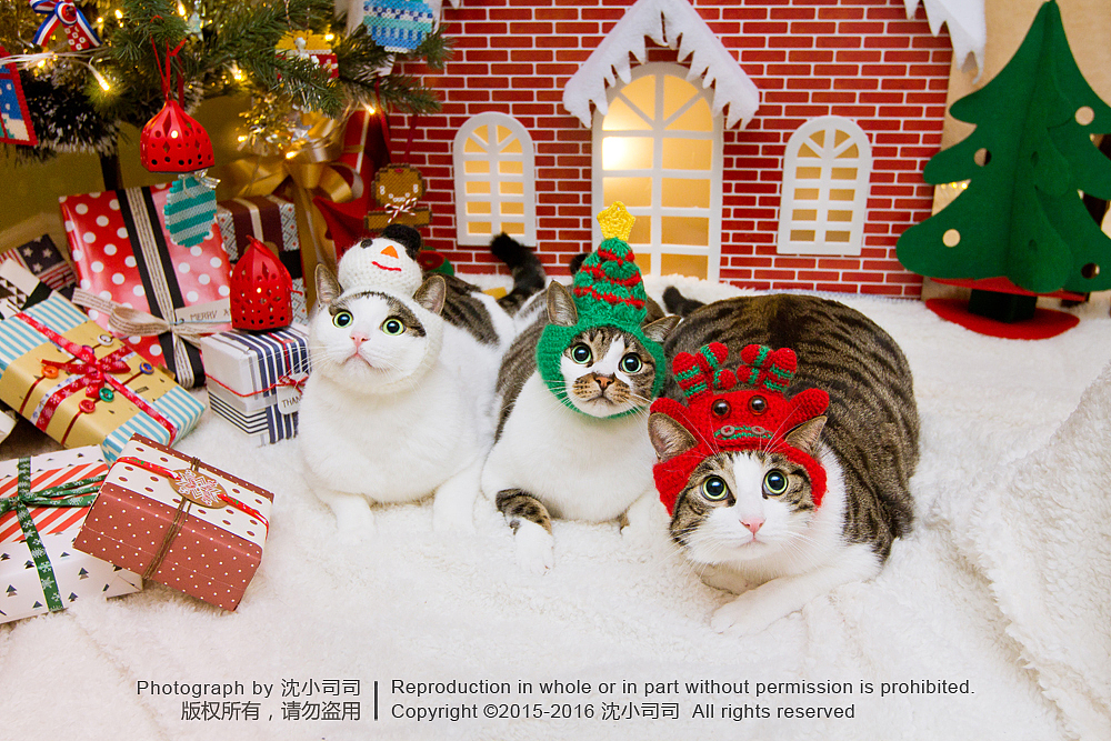 喵瑞Christmas(图ZMzg3NzEzMDg=) - 宠物摄影 - 站酷设计师司司Yokey原创素材 - 站酷ZCOOL