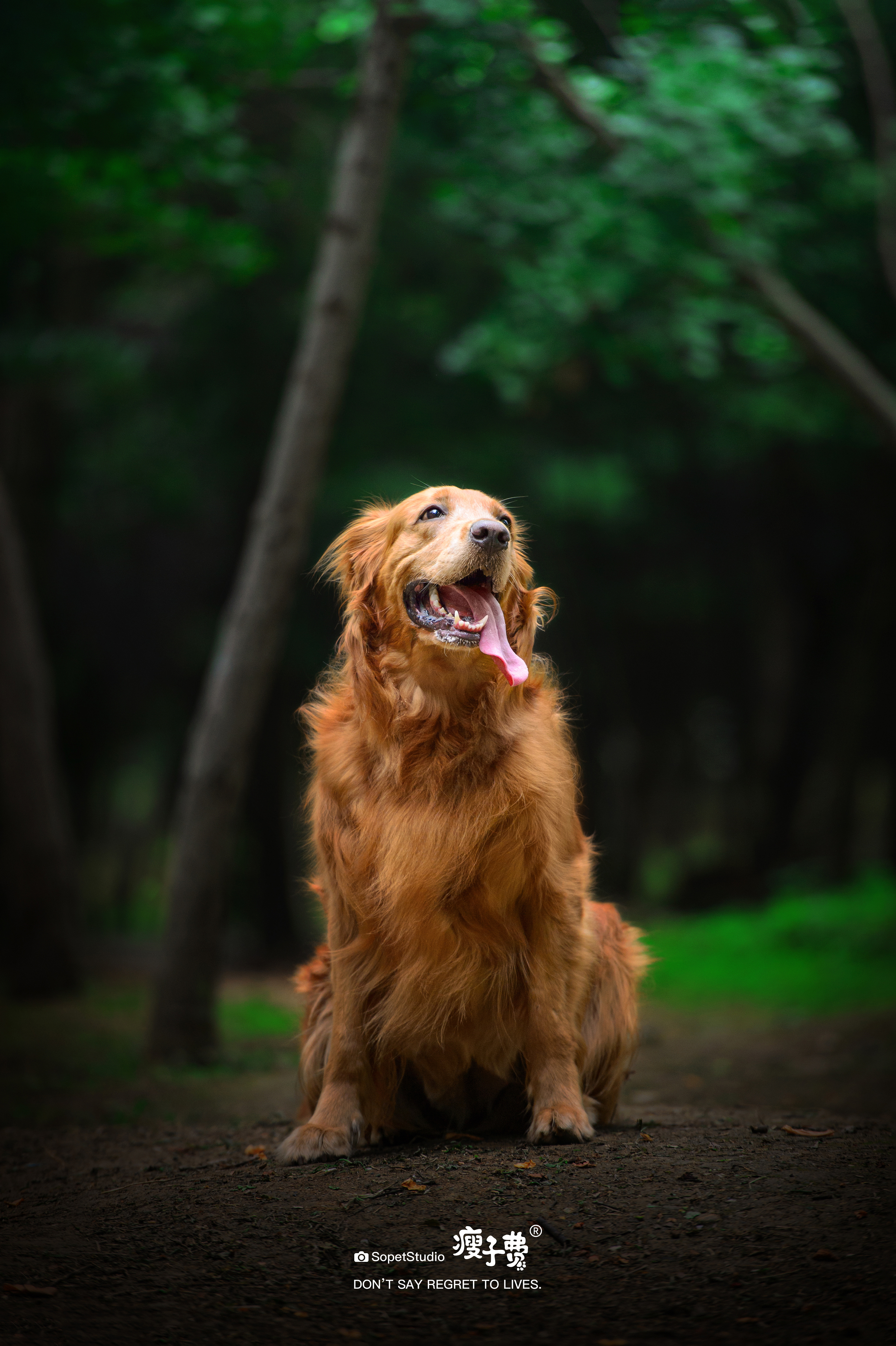 宠物摄影 | 『成都站』金毛牙牙