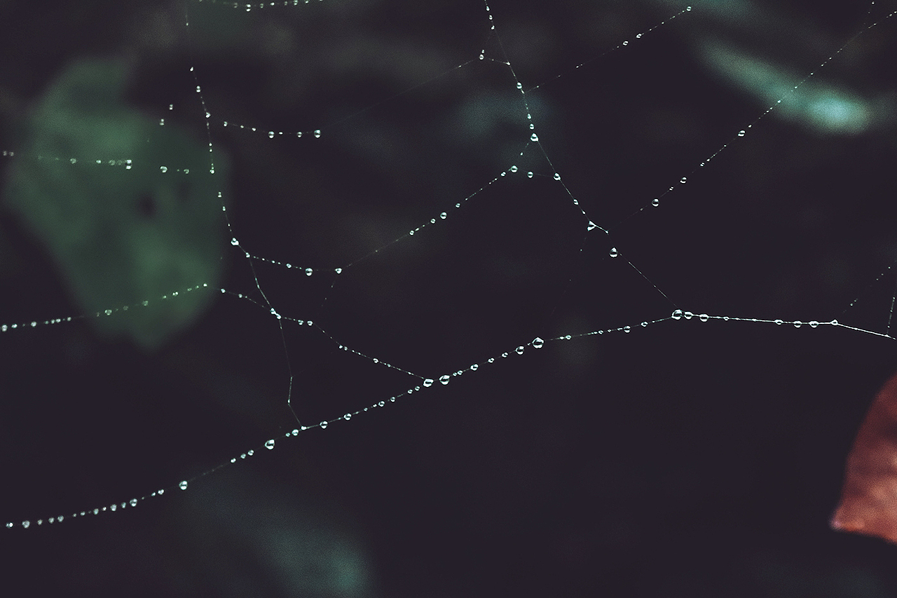蛛丝（图ZMTI2NzgxMzc2） - 风光摄影 - 站酷设计师摄影小zz原创素材 - 站酷ZCOOL