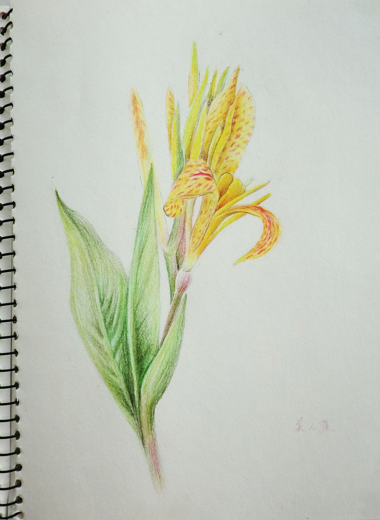 彩色铅笔手绘画花3