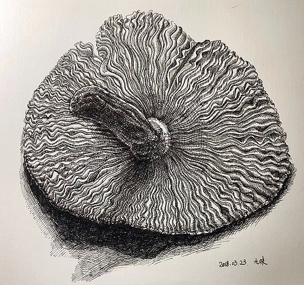 圆珠笔画（图ZMTU2MjQzOTky） - 绘画 - 站酷设计师口香茶原创素材 - 站酷ZCOOL