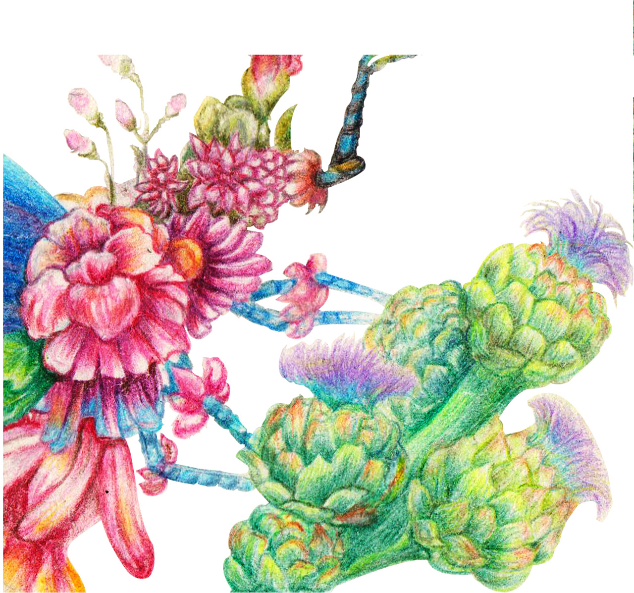 临摹舒展大神的《昆虫记—蜉蝣》彩铅