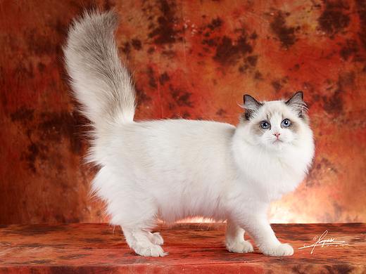 布偶猫