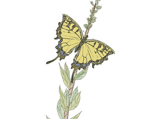 插画临摹2（个人主页-ZNDYxMzc2MjA=） - 创作习作 - 站酷设计师火路里原创素材 - 站酷ZCOOL