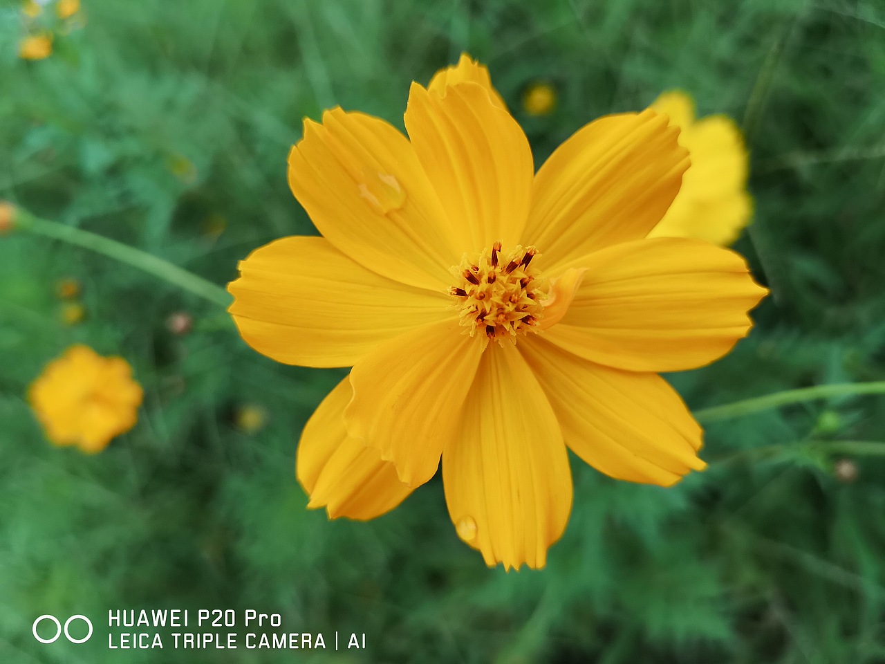 花海（图ZMTMzMjE0OTUy） - 风光摄影 - 站酷设计师梦醒时分sr原创素材 - 站酷ZCOOL