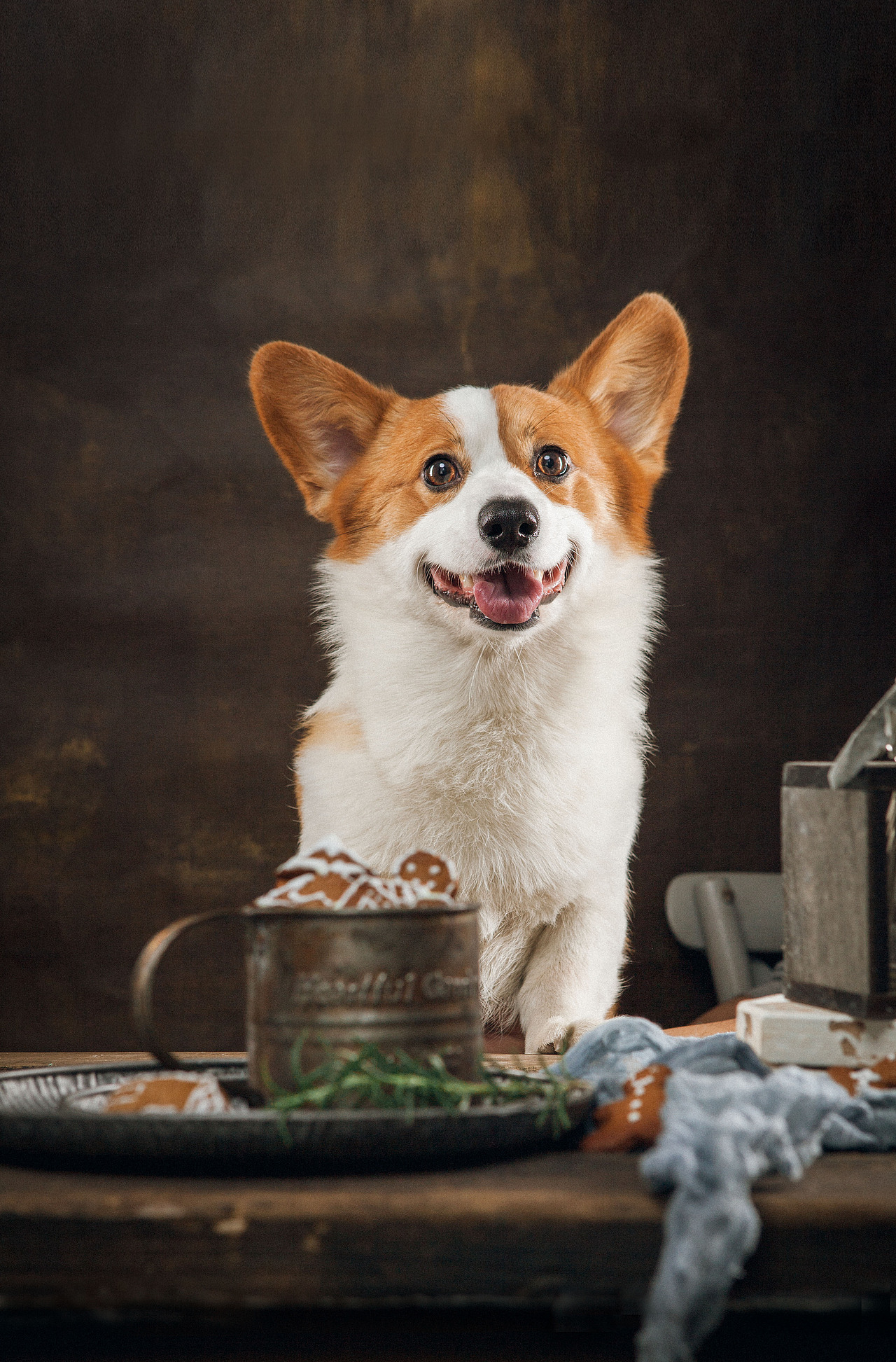 抛媚眼（图ZMTUyNDI1NTQ0） - 宠物摄影 - 站酷设计师火锅火锅工作室原创素材 - 站酷ZCOOL