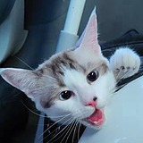 Shanerys的头像