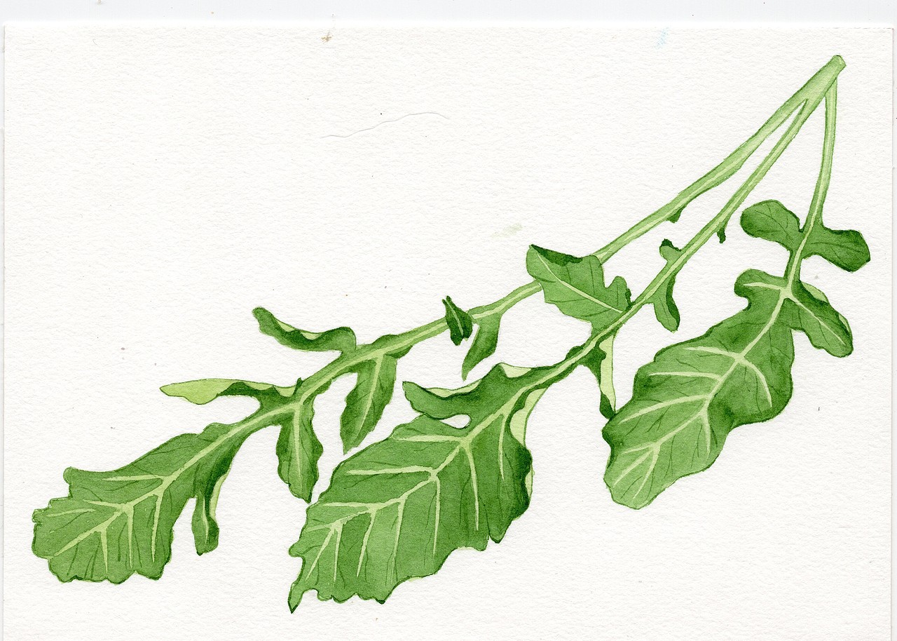 水彩画-练习的花卉 叶子 玫瑰花 康乃馨 杏叶