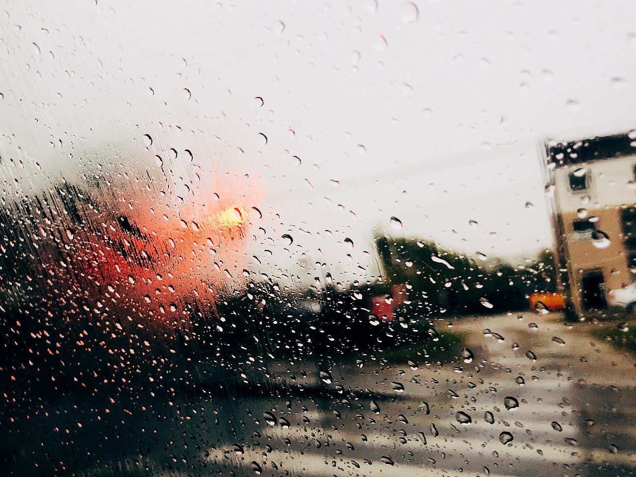 下雨天的野生公园