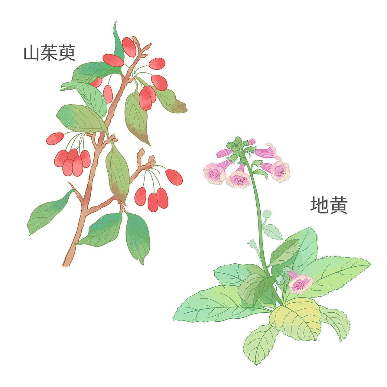 中草药植物插画