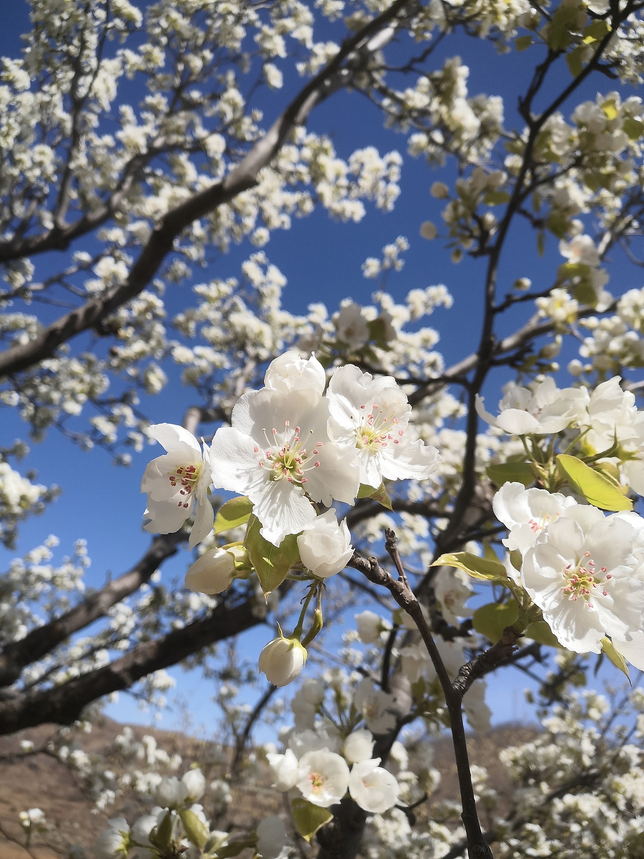 梨花开,春带雨。梨花落,后清明