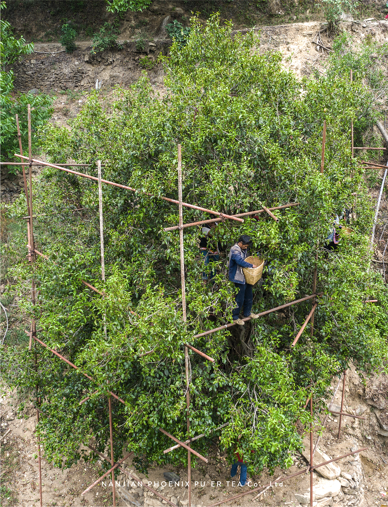鑫凤凰凤凰沱茶品牌升级&伴手礼包装设计（图ZMTcwNjAwOTgw） - 品牌 - 站酷设计师無非Brand原创素材 - 站酷ZCOOL