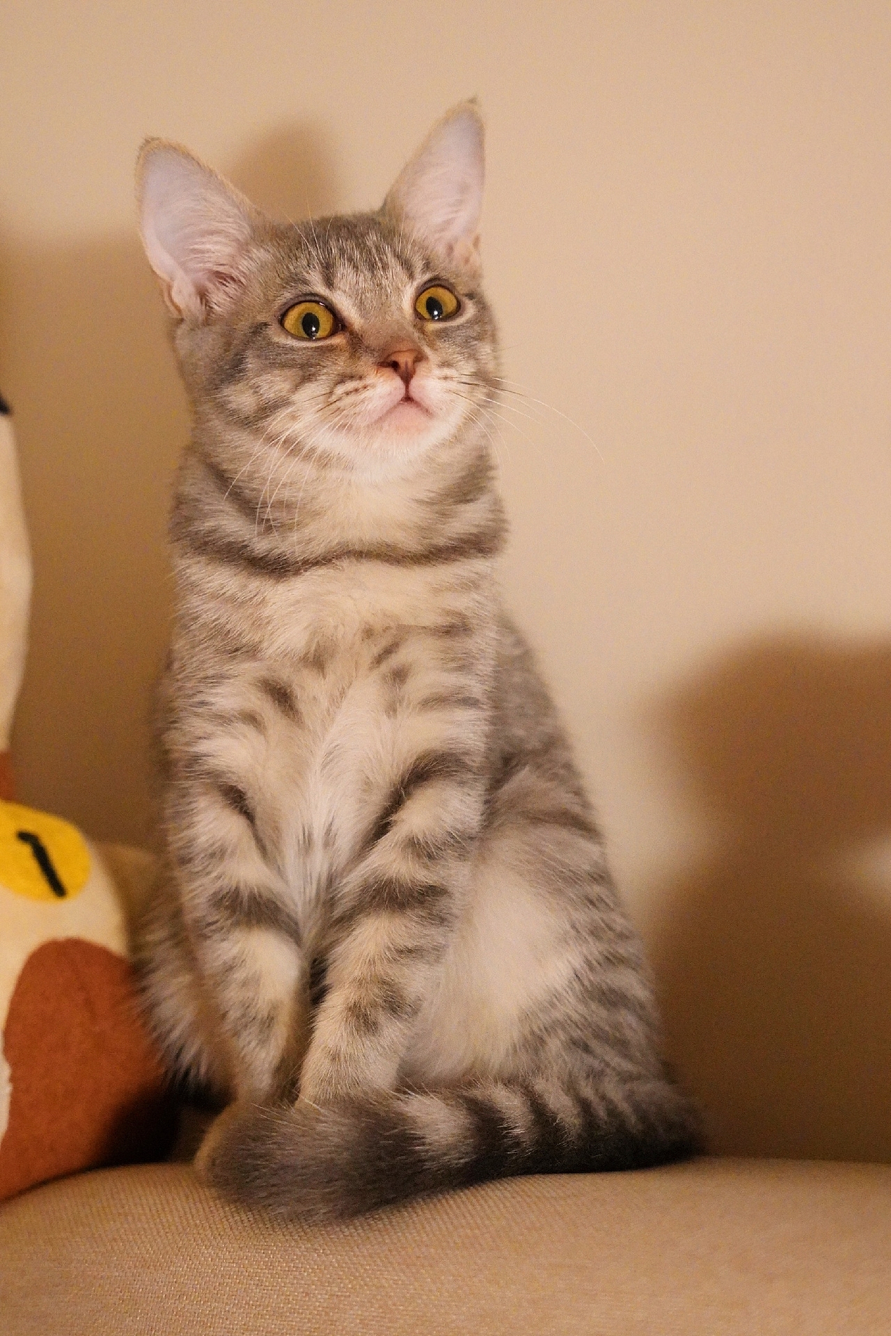 小貓攝影（圖ZMjY4OTkxNzAw） - 寵物攝影 - 站酷設(shè)計師橘子想要藍原創(chuàng)素材 - 站酷ZCOOL