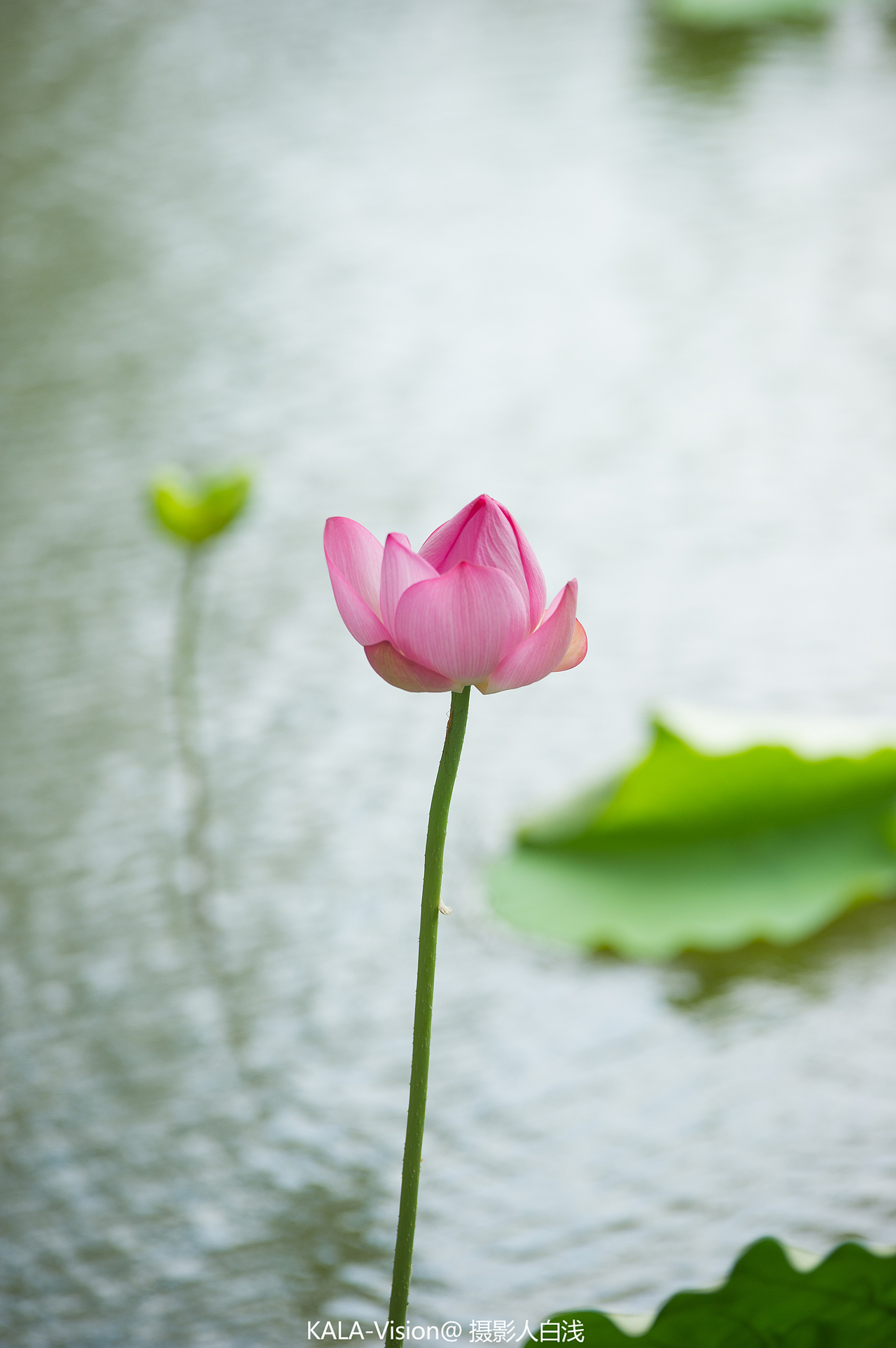 荷花（图ZMTE2OTgzOTM2） - 产品摄影 - 站酷设计师sz白浅原创素材 - 站酷ZCOOL