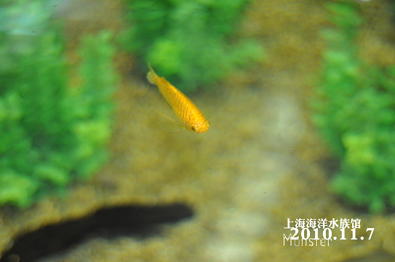 上海海洋水族馆（图ZMzQ1MTMxMg==） - 人文/纪实摄影 - 站酷设计师pchmonster原创素材 - 站酷ZCOOL