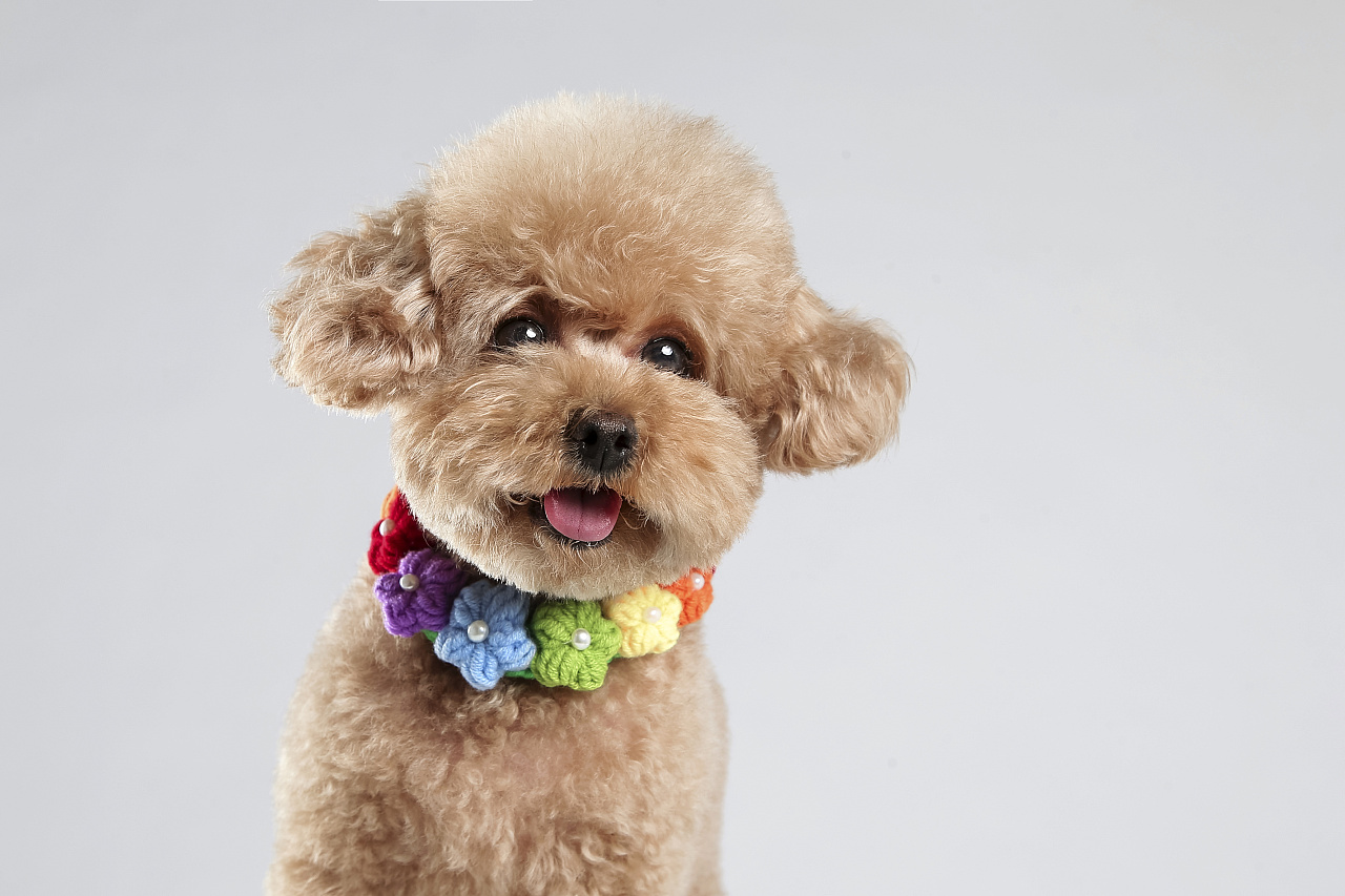 【动物照相馆】泰迪