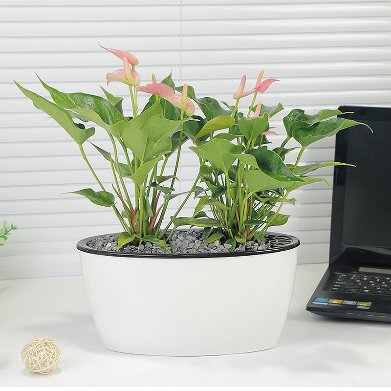 2018花卉园艺主图（图ZMTA1MzQxNjU2） - 电商 - 站酷设计师电商合成设计师原创素材 - 站酷ZCOOL