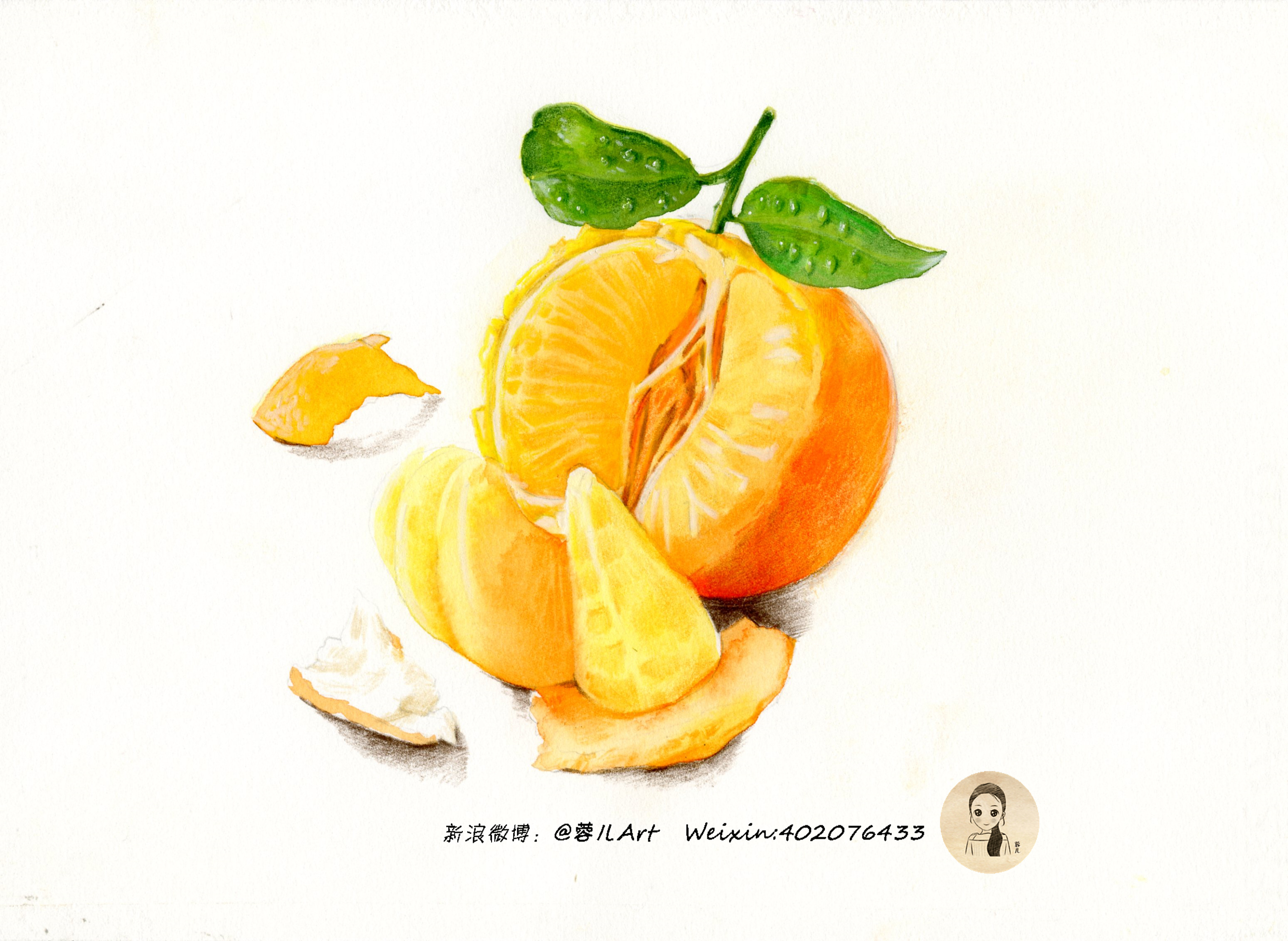 【橘子】彩铅基础过程图