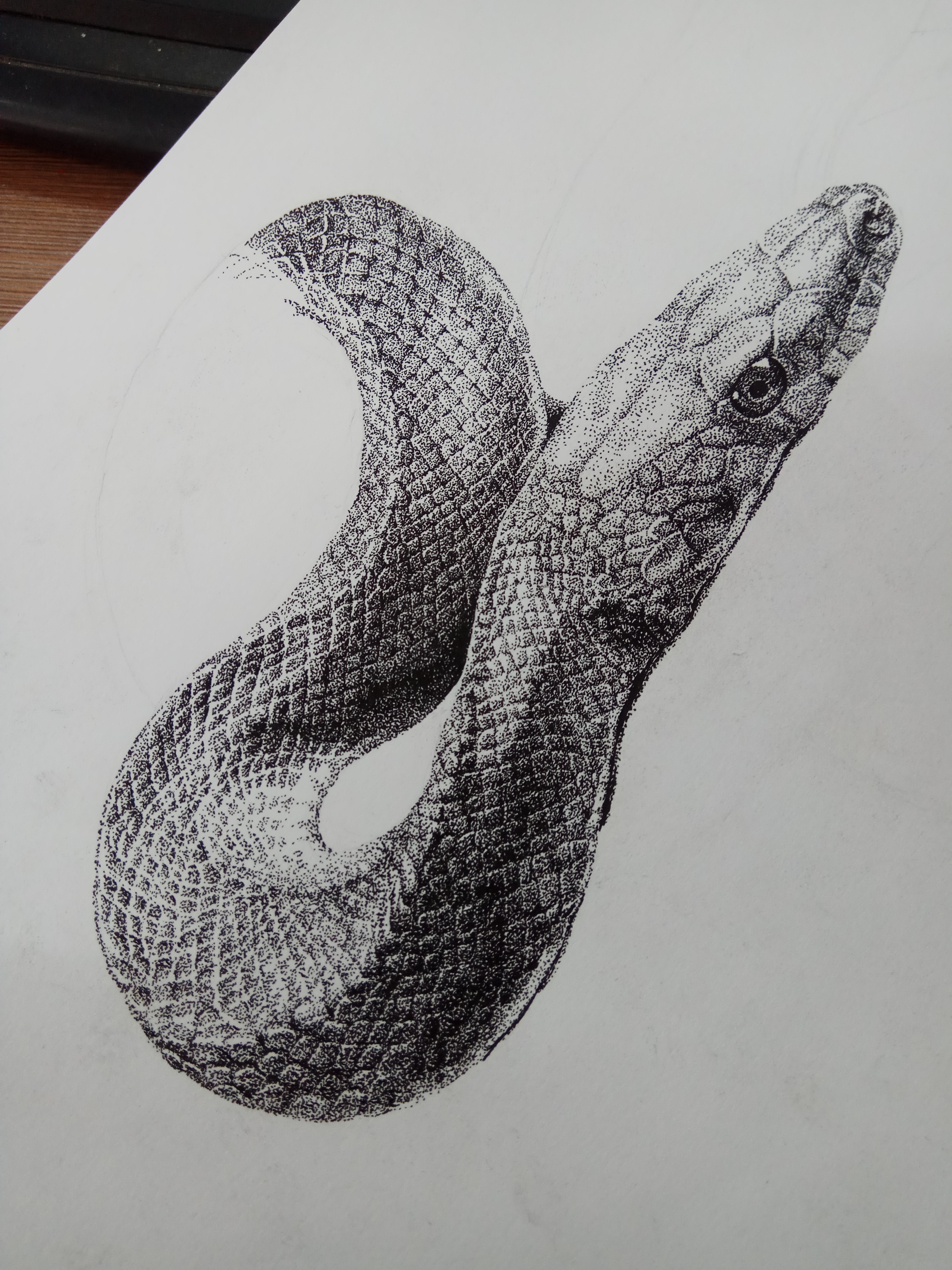 蛇头正面素描图片