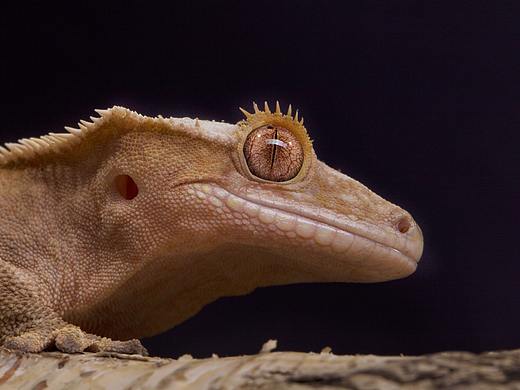 【守宫志】我们守宫都是大眼睛