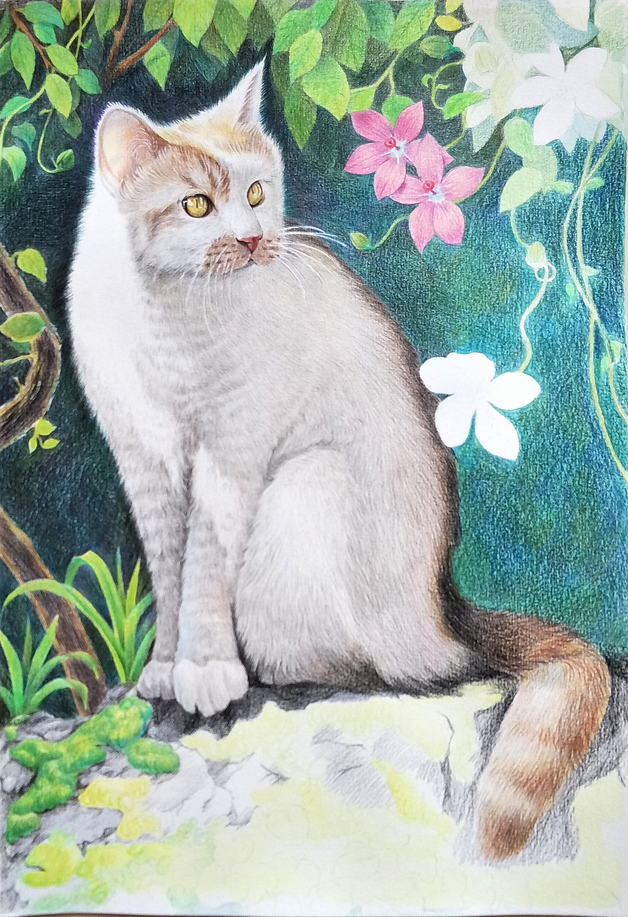 彩铅猫咪|纯艺术|绘画|展胖胖_原创作品-站酷(zcool)