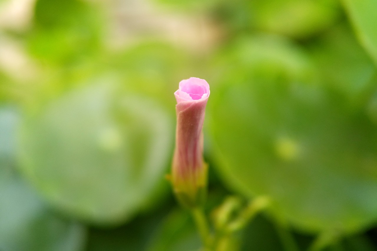 手機(jī)攝影—微距（圖ZMTUxOTEyNDU2） - 人文/紀(jì)實(shí)攝影 - 站酷設(shè)計(jì)師走過(guò)綠意原創(chuàng)素材 - 站酷ZCOOL