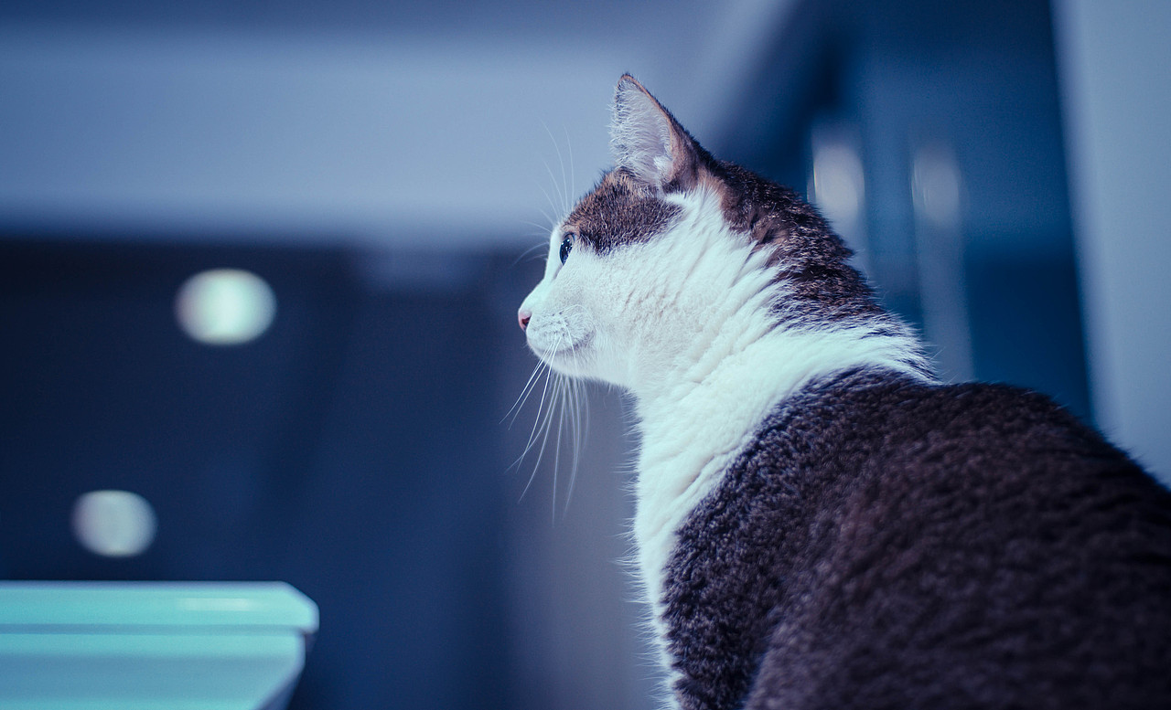 豆豆在公司（图ZMTY5MzY1Mjc2） - 宠物摄影 - 站酷设计师WaYne_0418原创素材 - 站酷ZCOOL