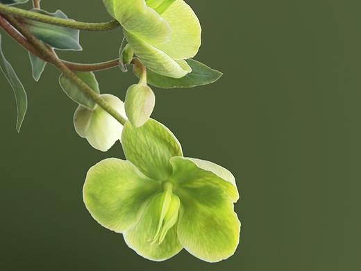 鲜花与生活——手机也能拍美图