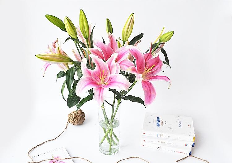 鲜花品牌 鲜花摄影