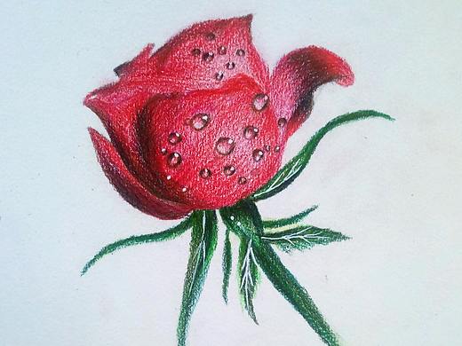 彩铅玫瑰