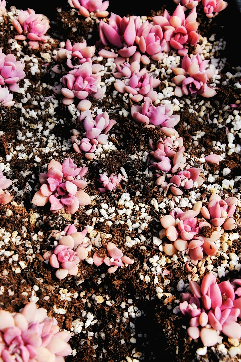 又是一大波多肉袭来