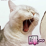 阿喵子的头像