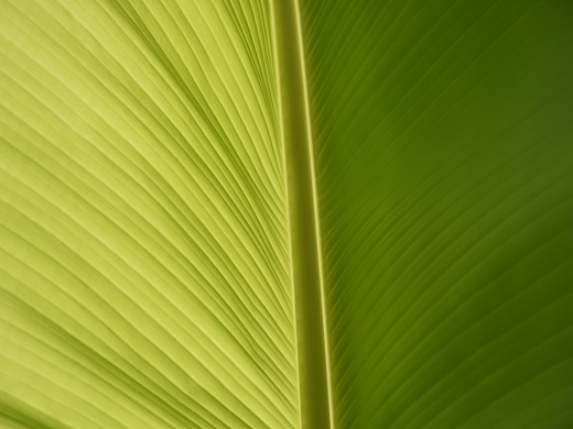 芭蕉叶