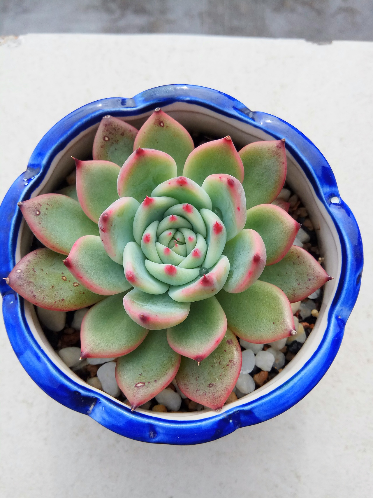 吉娃娃,吉娃娃,一个吉娃娃~
也没有鼻子,也没有眼睛,眼睛不会眨!~