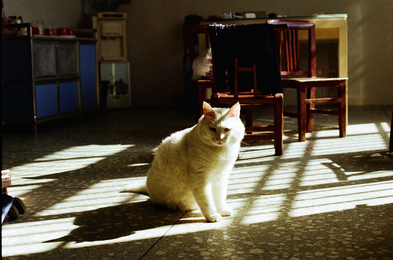 太阳和猫的夏天（图ZMjE3NTA0ODgw） - 宠物摄影 - 站酷设计师Eko不想说话原创素材 - 站酷ZCOOL